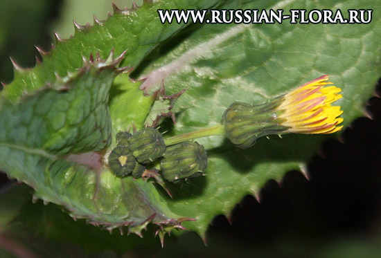 Осот огородный (Sonchus oleraceus L.)